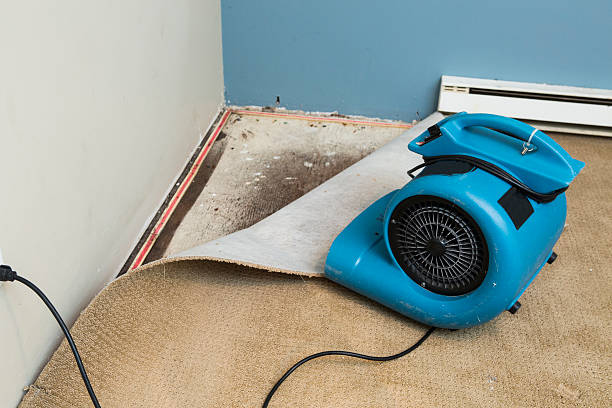 Best Carpet water damage restoration  in Hastings, MN